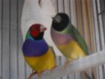 /album/fotos%20das%20instala%c3%a7oes%20e%20algumas%20das%20mimhas%20aves/pedro-exoticos-021-jpg/